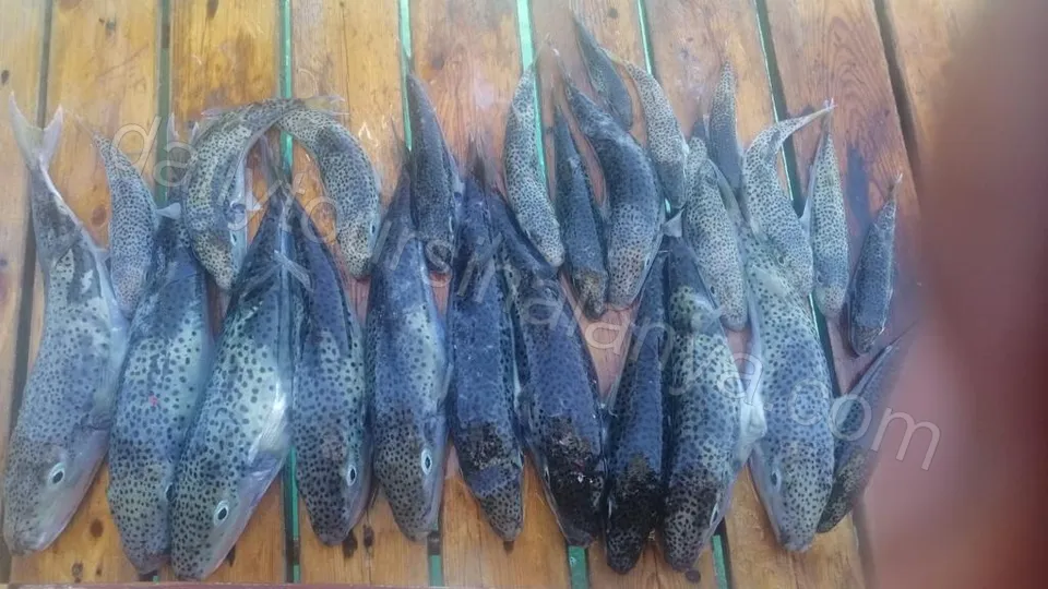 Alanya Snorkeling and Fishing Tour photo 11