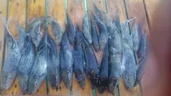 Alanya Snorkeling and Fishing Tour nav photo 11