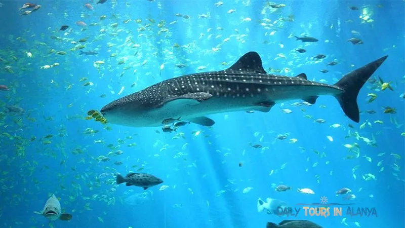 Antalya Aquarium Tour From Alanya image 3