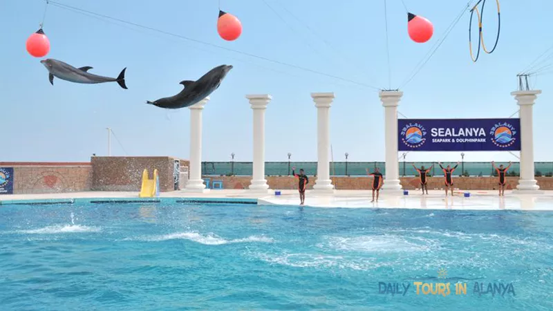 Alanya Dolphin Show  image 4