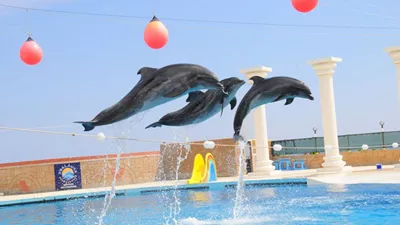 Alanya Dolphin Show 