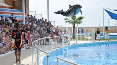 Alanya Dolphin Show  2