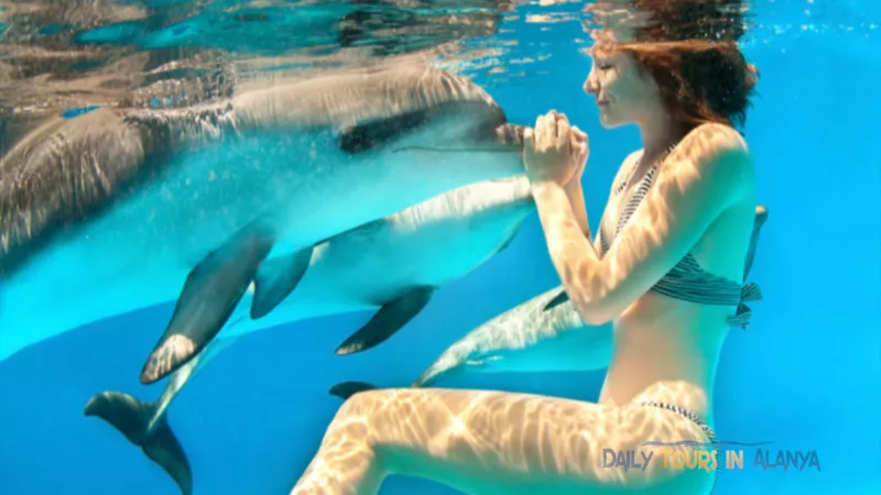 Swim with dolphins in Alanya image 10