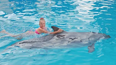 Плавание с дельфинами в бассейне 5 минут в Хургаде - цена $65