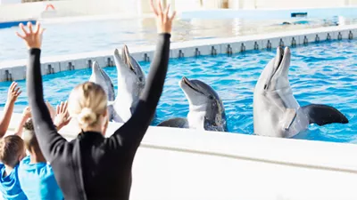 Swim with dolphins in Alanya 2