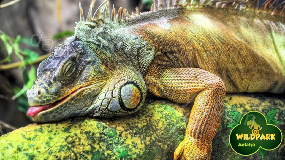 Экскурсия Океанариум Анталии из Алании photo 11