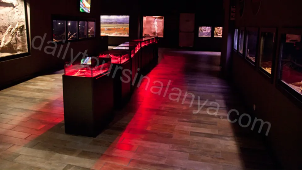 Экскурсия Океанариум Анталии из Алании photo 12