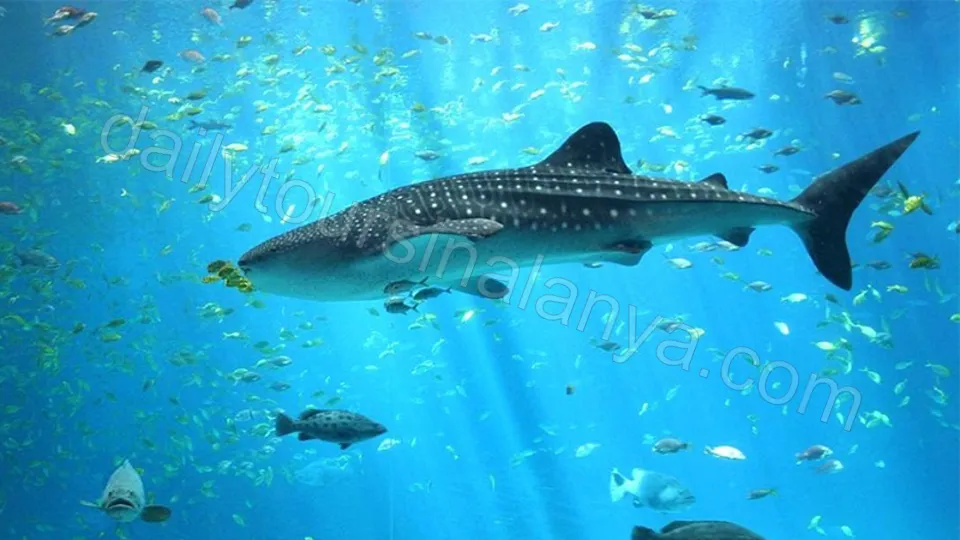 Alanya'dan Antalya Akvaryum Turu