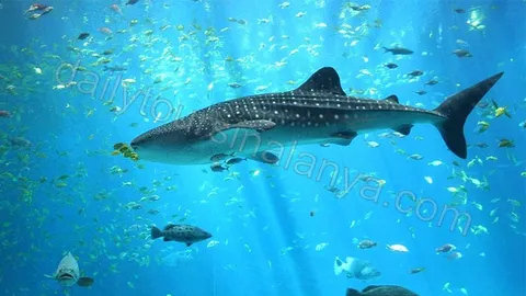 Antalya Aquarium Tour From Alanya