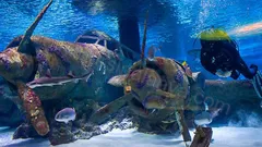 Экскурсия Океанариум Анталии из Алании nav photo 21