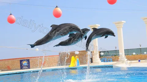 Alanya Dolphin Show 