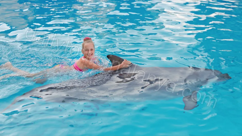 Swim with dolphins in Alanya photo 13