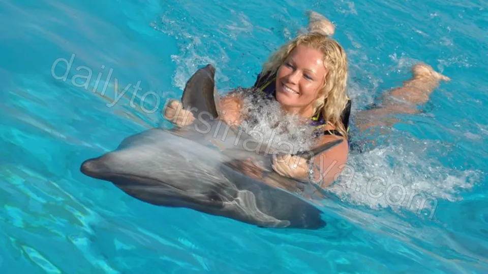 Swim with dolphins in Alanya photo 15