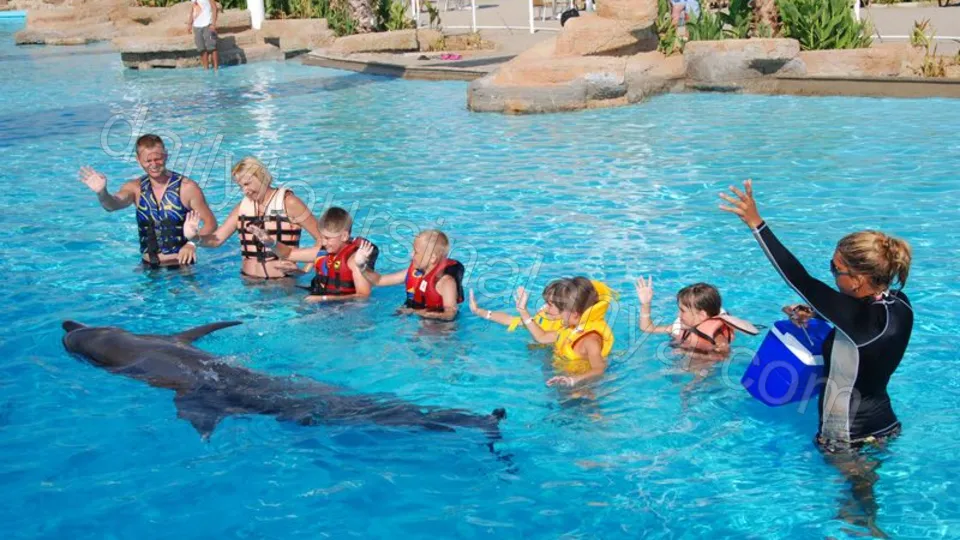 Swim with dolphins in Alanya photo 20