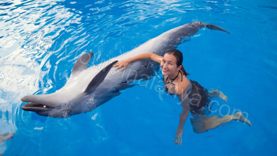 Swim with dolphins in Alanya photo 4
