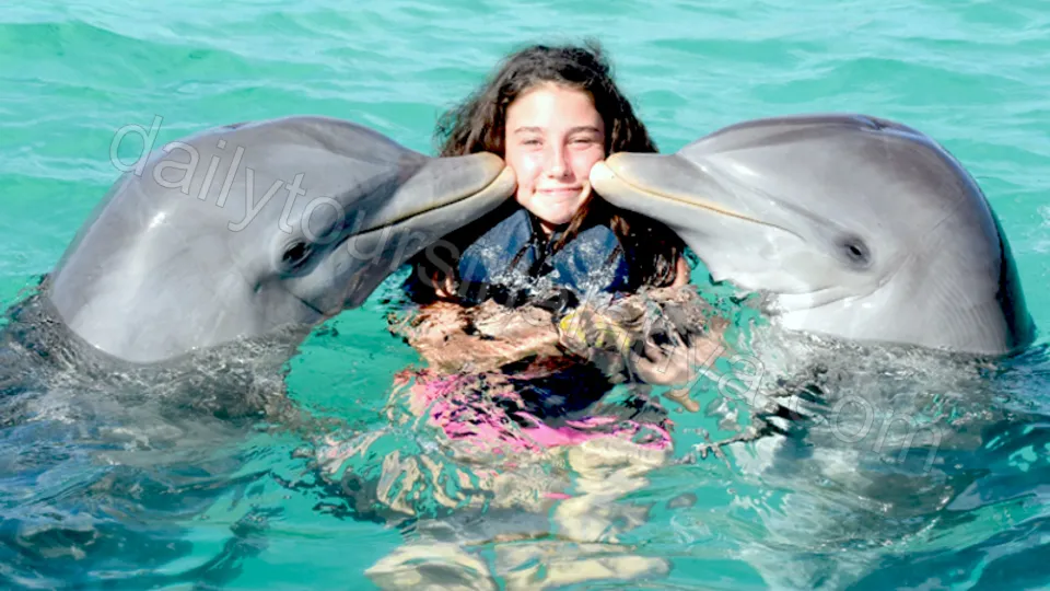 Swim with dolphins in Alanya photo 5