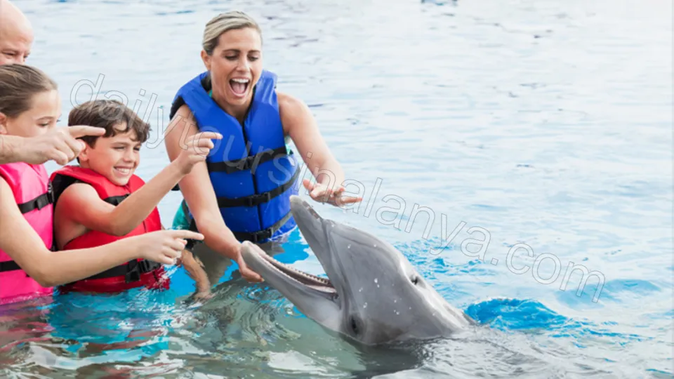 Swim with dolphins in Alanya photo 9