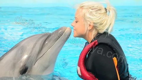 Swim with dolphins in Alanya