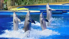 Swim with dolphins in Alanya nav photo 16