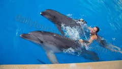 Swim with dolphins in Alanya nav photo 2