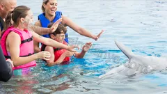 Swim with dolphins in Alanya nav photo 6