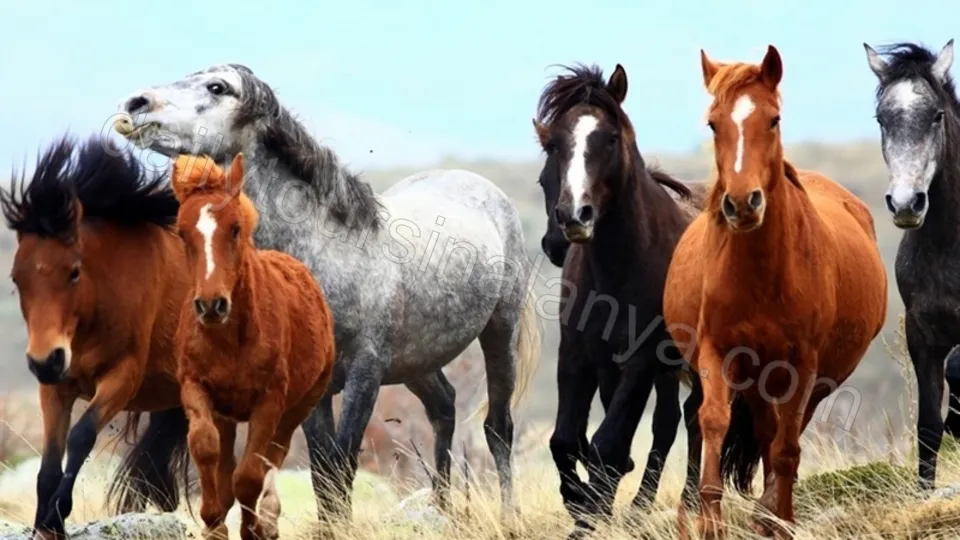 Alanya'dan Altınbeşik Mağarası Turu photo 17