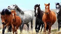 Alanya'dan Altınbeşik Mağarası Turu nav photo 17