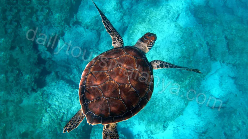 Яхта Старкрафт в Алании photo 16