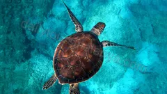 Яхта Старкрафт в Алании nav photo 16