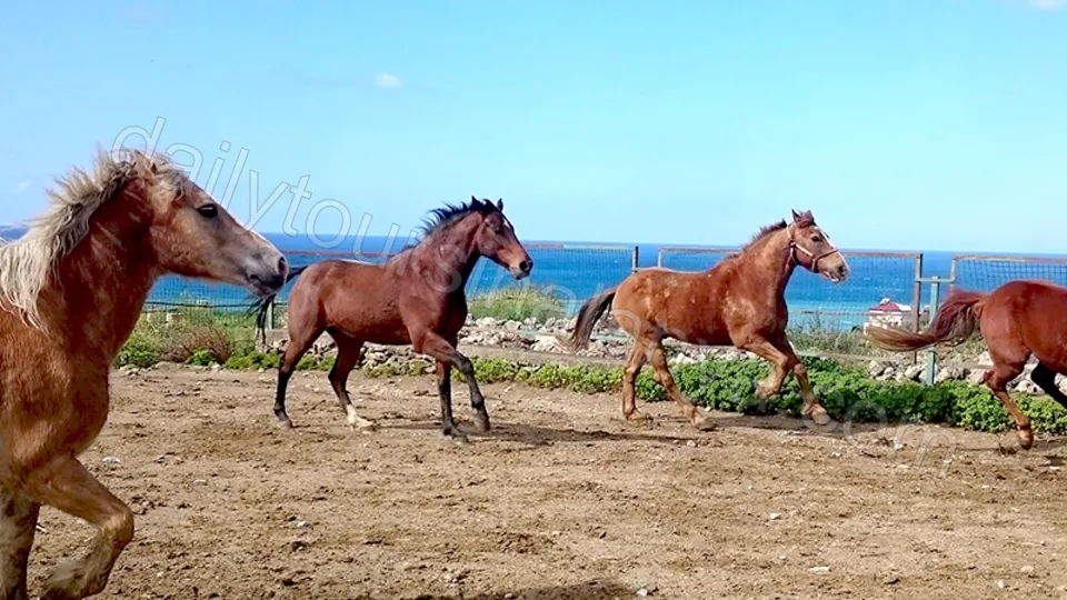 Прогулка на лошадях в Алании photo 2