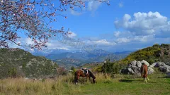 Прогулка на лошадях в Алании nav photo 10