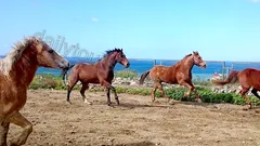 Прогулка на лошадях в Алании nav photo 2