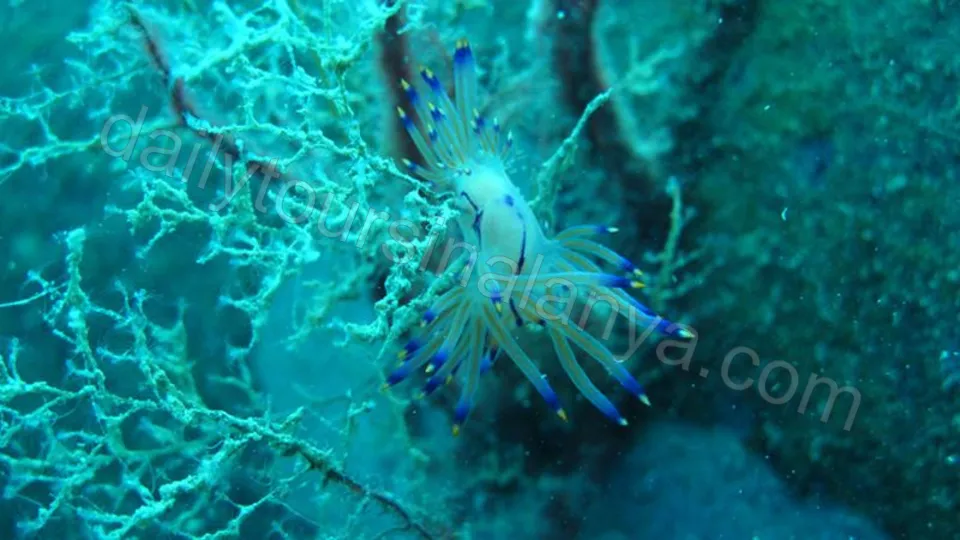 Alanya Suluada Island Boat Tour photo 2