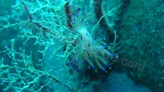 Alanya Suluada Island Boat Tour nav photo 2