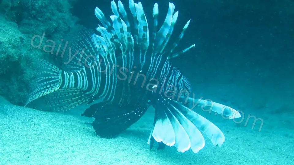 Alanya Diving Tour photo 14