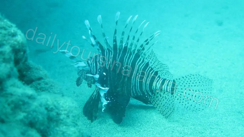 Alanya Diving Tour photo 19