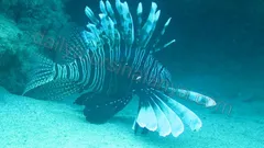 Alanya Diving Tour nav photo 14