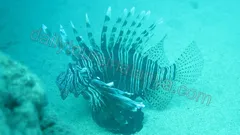 Alanya Diving Tour nav photo 8