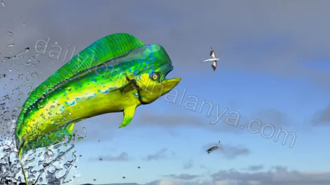 Alanya Fishing with Group