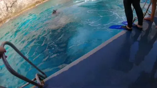 Alanya Diving animation image 